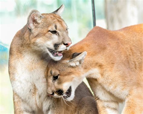 Oklahoma City Zoo Launches Live Mountain Lion Cam Oklahoma City