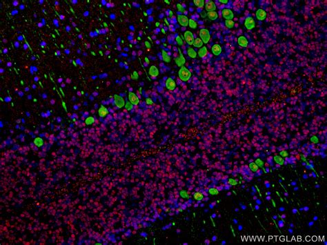 Neun Antibody 66836 1 Ig Proteintech