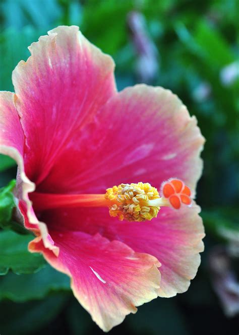 Postcards From Maui The Flowers Flowers Hibiscus Special Flowers