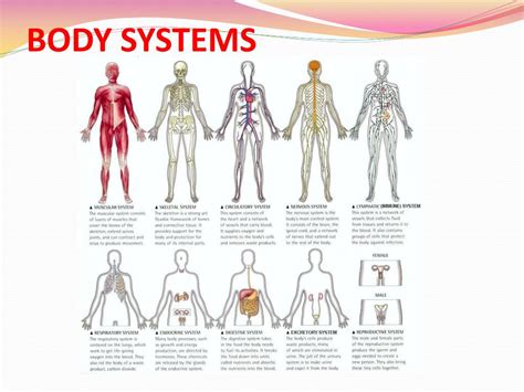 11 Body Systems Diagram