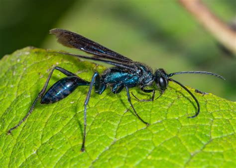 Nearctic Blue Mud Dauber Wasp Insects Of Overton Parks Old Forest