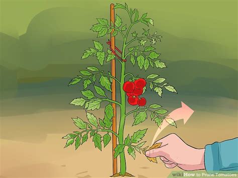 Como E Porque Fazer A Poda Nos Pés De Tomate Porque Podar Os Pés De