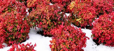 Winter Flowering And Blomming Shrubs And Bushes For Winter Color In The