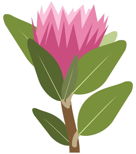 Free Protea flower 1190663 PNG with Transparent Background