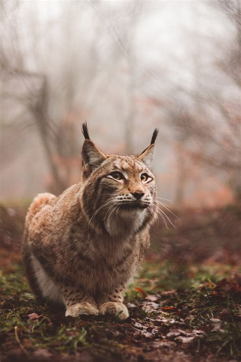 Brown Lynx Lynx Predator Large Cat Hd Wallpaper Wallpaper Flare