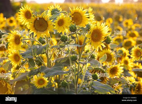 Sunflower Fields In Bloom Near Woodland In Yolo County California