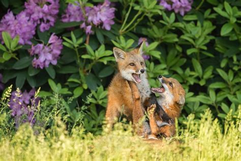 Childs Kit Play A Couple Of Red Fox Kit Siblings Bur Flickr