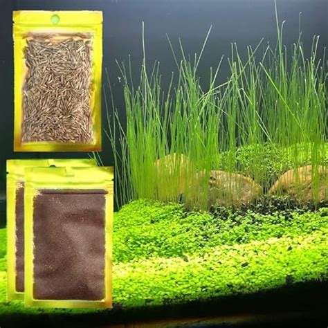 Best Aquarium Plant Seeds In The Wrench Finder