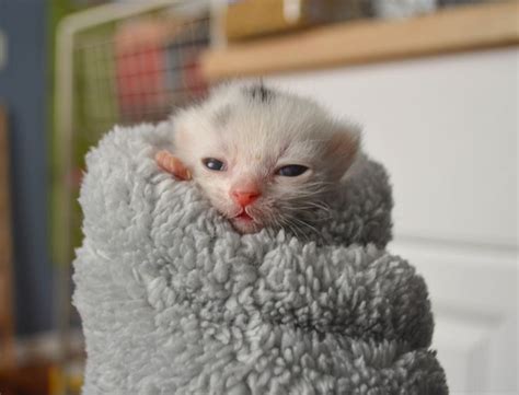 Tiny Kitten Purrito Cute Cats Kittens Cutest Funny Cat Pictures