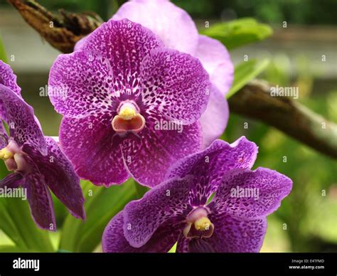 Purple Spotted Phalaenopsis Moth Orchid Stock Photo Alamy