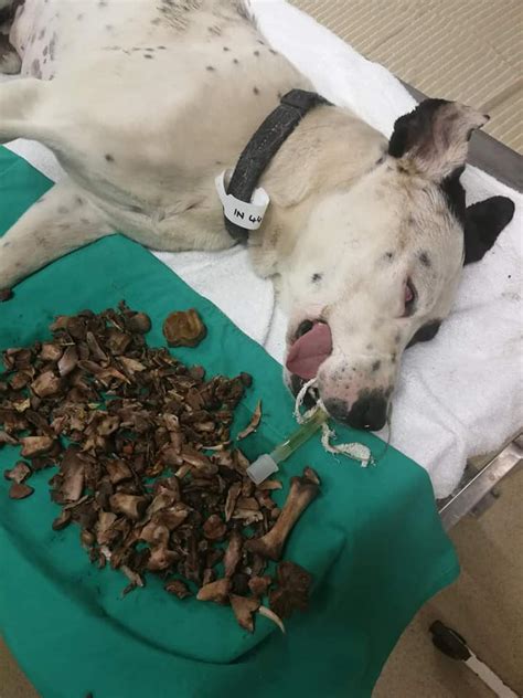 Why You Should Never Feed Your Dog Cooked Bones