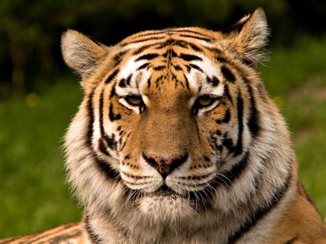 Archivosiberischer Tiger De Edit02 Wikipedia La Enciclopedia Libre