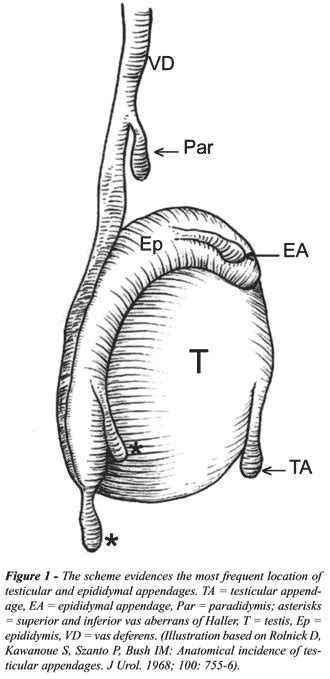 Testicular Appendage