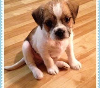 Pug rescue of austin on instagram: Scout Pug Rescue of Austin | Adopt a Pug | Pug rescue ...