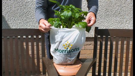 How To Grow Potatoes In Shopping Bags For An Extended Harvest First