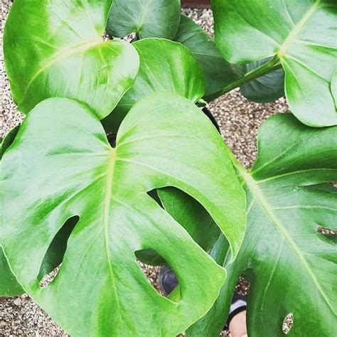 There was a heat wave right after i purchased it and soon after i saw that the 2nd cutting (which is the one wrapped around the pole), had its leaves curling up. Surprise! Monstera baby! #knollwoodgardencenter #dayton # ...