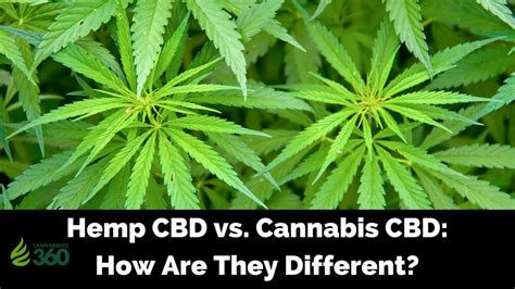 If you want therapeutic benefits or you don't want to feel too high — a weed seed strain that's high in cbd may suit your needs. Hemp CBD vs. Cannabis CBD: How Are They Different? - Cannabidiol 360