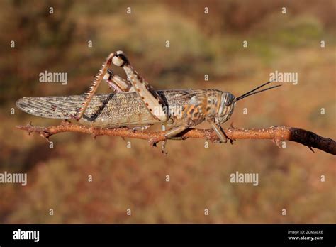 A Brown Locusts Locustana Pardalina Sitting On A Branch South Africa