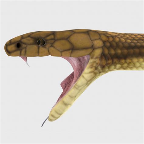 King Cobra Snake Scale 3d Model