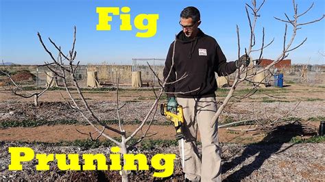 How Do You Prune A Fig Tree Back Gardener