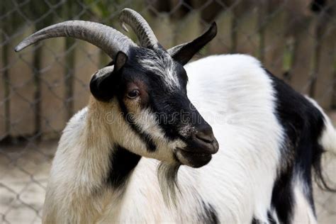 Billy Goat Stock Photo Image Of Portrait Farm Billy 10859402
