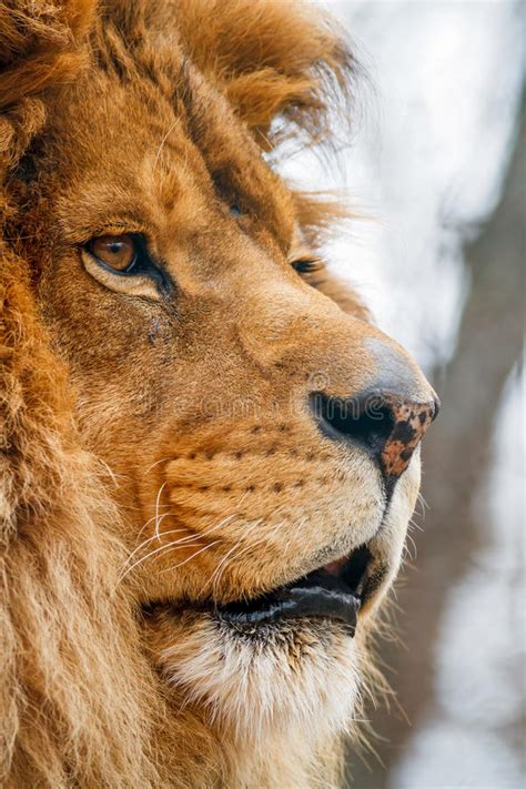 Select from premium lion profile of the highest quality. Male Lion in Profile stock image. Image of game, grass ...