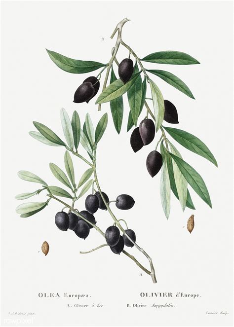 Olive Olea Europaea Illustration From Traité Des Arbres Et Ar A