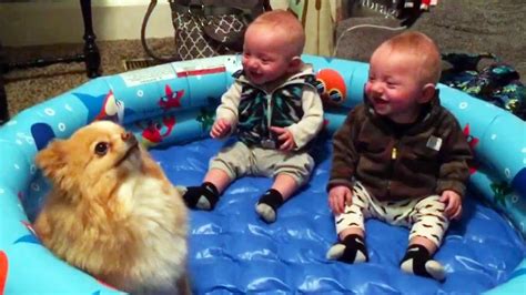 Funny Twin Babies Laughing Hysterically At Pomeranian Dog Cute Babies