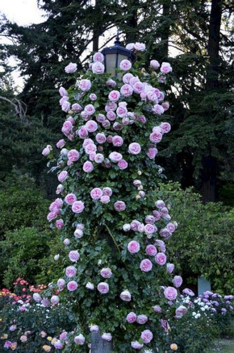 40 Admirable Eden Rose Garden To Enhance Your Beautiful Garden Rose