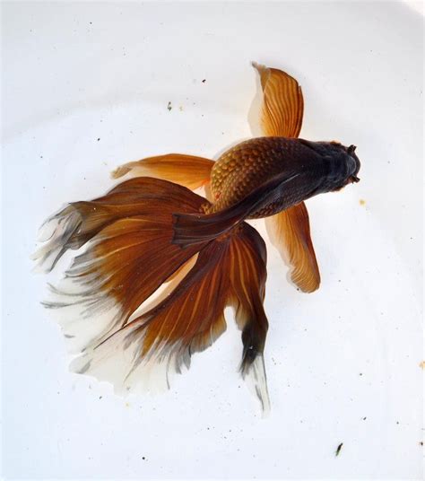 New Goldfishryukin With Phoenix Tail Pet Fish Cool Fish Goldfish