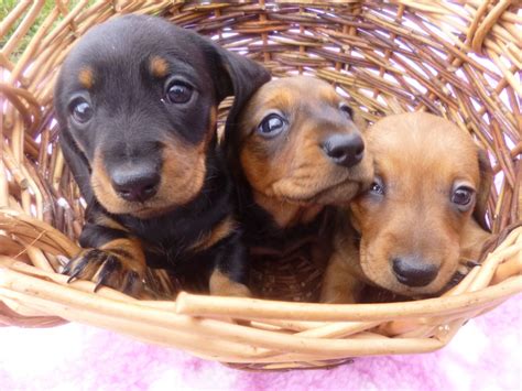 Dachshund puppies are incredibly cute. 9 Reasons Why Dachshunds Should Be Illegal - SonderLives