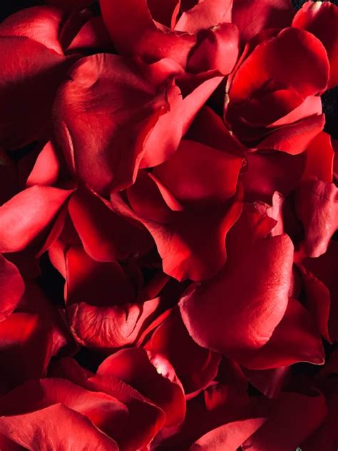 50 Romantic And Magical Ways To Use Rose Petals For Valentines Day