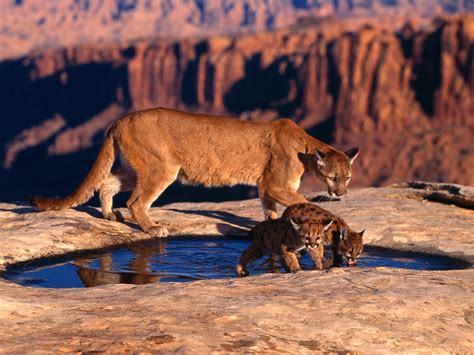 Cougars In The Grand Canyon Wallpaperuse