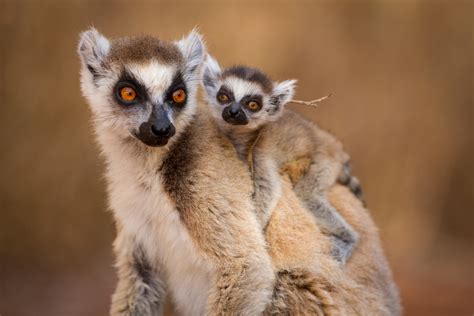 Lemurs Of Madagascar Photo Gallery Africa Geographic