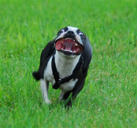 Pin By On Funny Dogs Boston Terrier Dog Boston Terrier