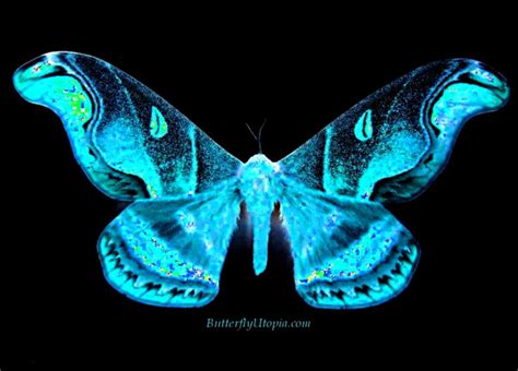 Butterfly Wallpaper And Screensavers Free Best Hd Wallpapers