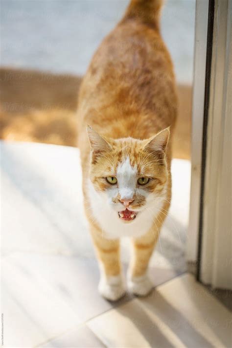 Red Cat On Threshold Looks At The Camera And Meows By Stocksy