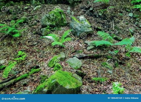 New Green Ferns Grow Among Moss Covered Stones Stock Image Image Of