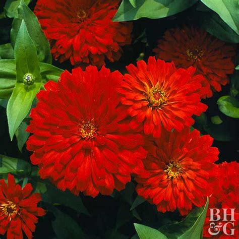 Best Red Flowers For Your Garden Better Homes And Gardens