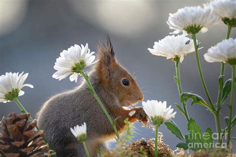 Red Squirrel Eating White Flowers Photograph By Geert Weggen Fine Art