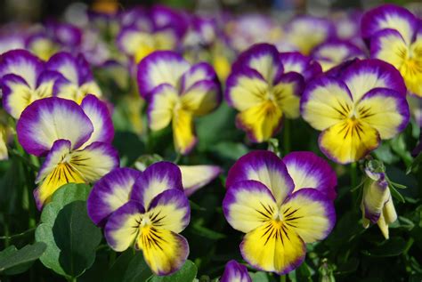 Greenhouse Production Tips For A Successful Spring Pansy Crop
