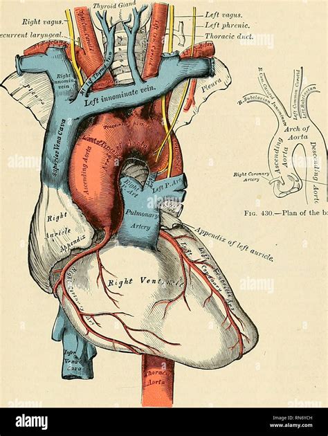 Ascending Aorta Anatomy Anatomical Charts And Posters