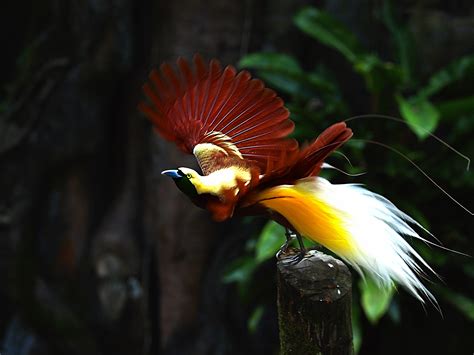 Dancing Bird Of Paradise By Erfin Nugroho Aka Erfin3000 Photo