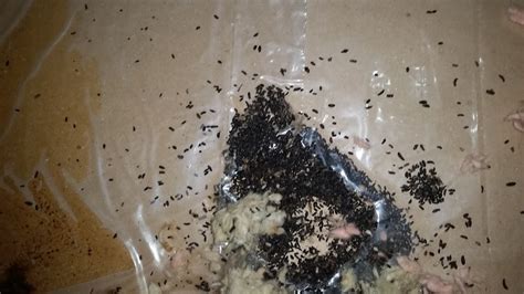Mouse Droppings Vs Rat Droppings What You Need To Know