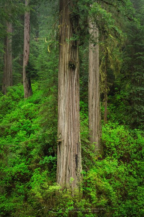 Coast Redwoods Sequoia Sempervirens Alan Majchrowicz Photography