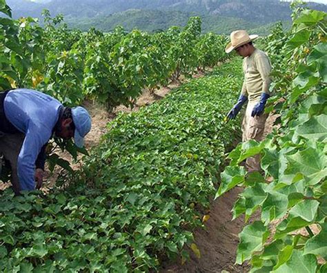 Apuestan Por La Reconversi N Productiva En Zacatecas Agro Revista