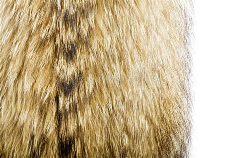 Fur Texture Raccoon Dog Fur Stock Photo Image Of Hair Textured