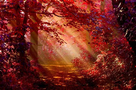 2560x1700 Sunlight In Autumn Forest Chromebook Pixel Hd 4k Wallpapers
