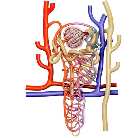 Nephron Structure In A Kidney 1 Photograph By Pixologicstudioscience