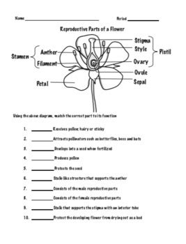 Reproductive Parts Of A Flower Worksheet Set By Windham Science Tpt